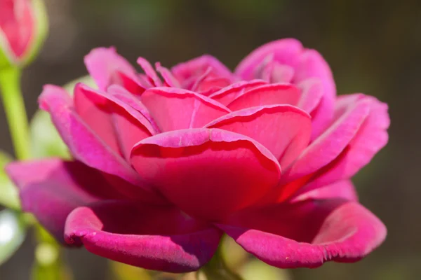 stock image Beautiful pink rose.