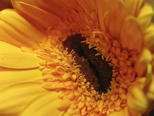 stock image Beautiful flowers