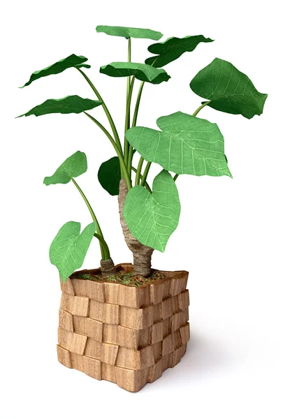 3D House Plant — Stock Photo, Image