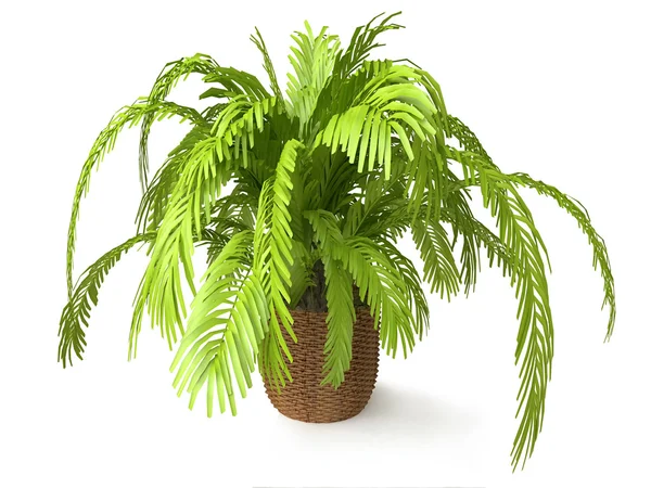 Tropical Houseplant — Stock Photo, Image