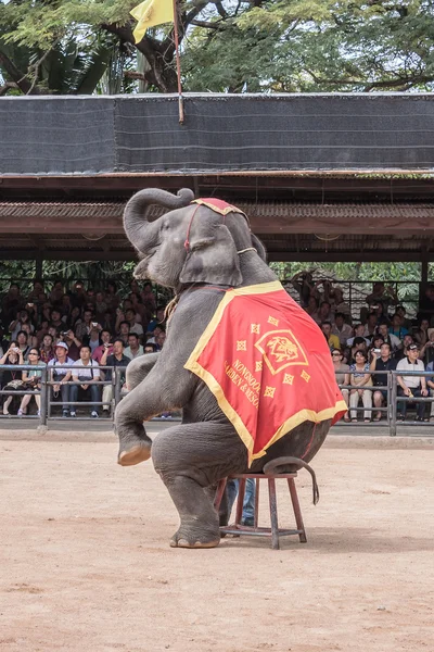 Le célèbre spectacle d'éléphants dans le jardin tropical de Nong Nooch le 4 décembre 2011 à Pattaya, Thaïlande — Photo