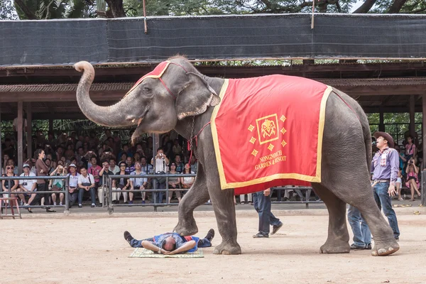 Le célèbre spectacle d'éléphants dans le jardin tropical de Nong Nooch le 4 décembre 2011 à Pattaya, Thaïlande — Photo