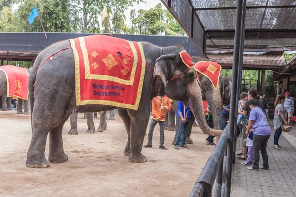 Pattaya, Tayland 4 Aralık 2011 ünlü fil nong nooch tropical Bahçe göster — Stok fotoğraf