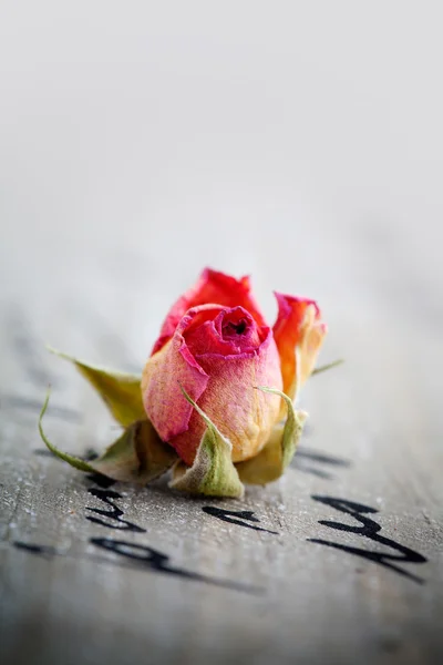 Rose secche — Foto Stock