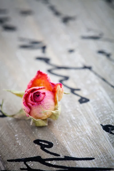 Szárított rózsák — Stock Fotó