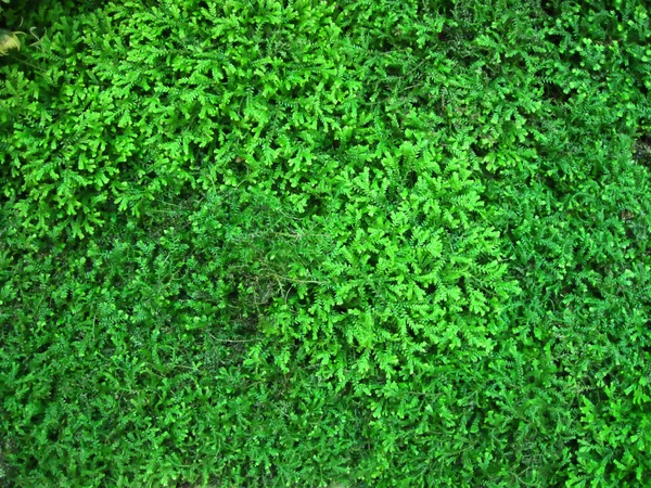 抽象的绿色 — 图库照片