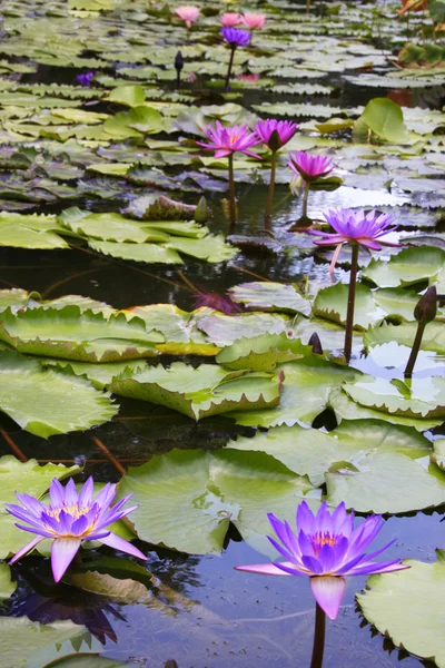 Beautiful Waterlily — Stock Photo, Image