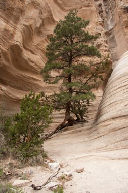 Hike through Tent Rocks National Monument clipart
