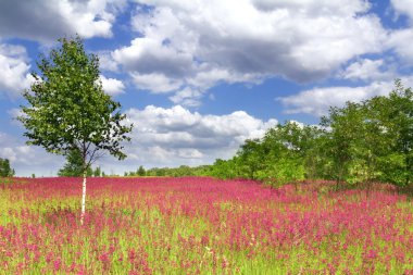 Spring landscape in the Bucha, Kyiv, Ukraine clipart