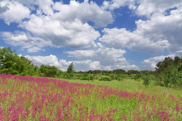봄 꽃밭과 푸른 하늘 — 스톡 사진