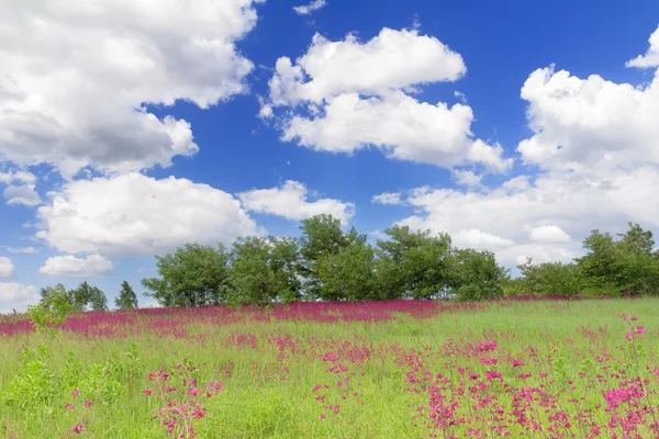 Stock image Spring meadow with wildflowers in Bucha, Ukraine