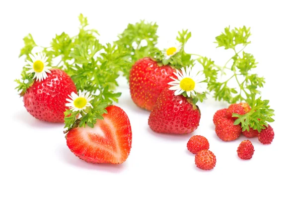 Erdbeerfrüchte mit Blüten und Blättern auf weißem Hintergrund — Stockfoto