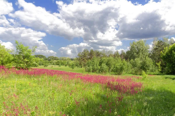 Primavera campo di fiori e cielo con nuvole — Foto Stock