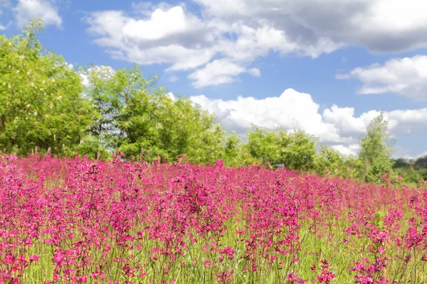 Rode wilde bloemen en blauwe hemel met wolken — Stockfoto