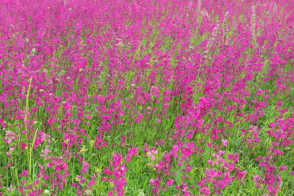 Rode wilde bloemen — Stockfoto