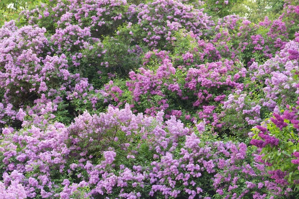 Arbustos lila en un jardín de primavera —  Fotos de Stock