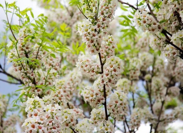 Fleurs d'arbre de printemps — Photo