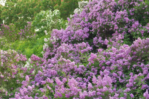 春天公园中的紫丁香 — 图库照片