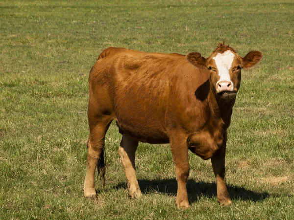 Помаранчевий корова — стокове фото
