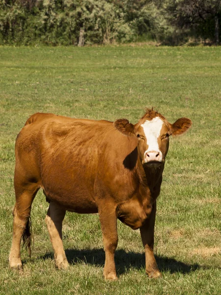橙色牛 — 图库照片