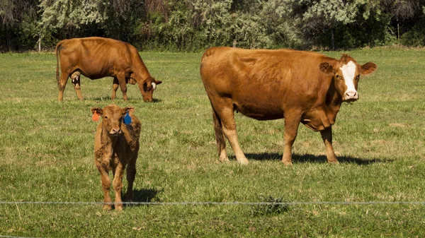 Orange Cow — Stock Photo, Image