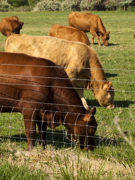 Помаранчевий корова — стокове фото