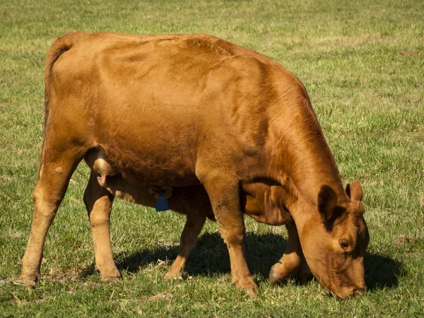 Pomarańczowe krowy — Zdjęcie stockowe