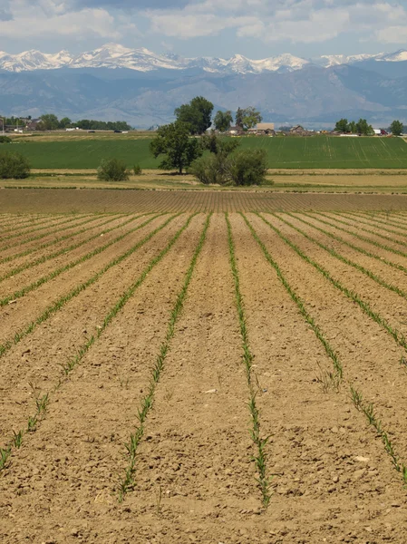 stock image Field