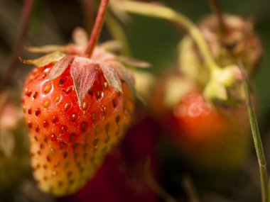 Berry Farm