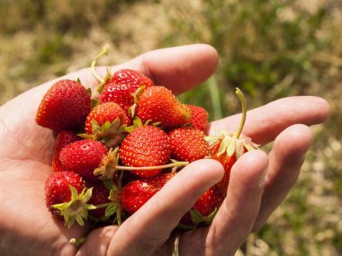 Berry Farm