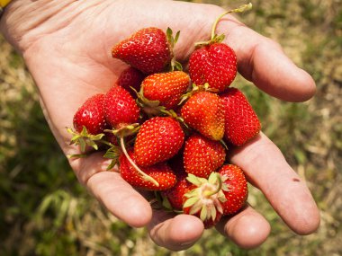 Berry Farm