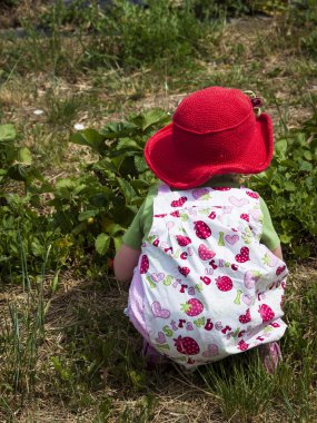 Berry Farm