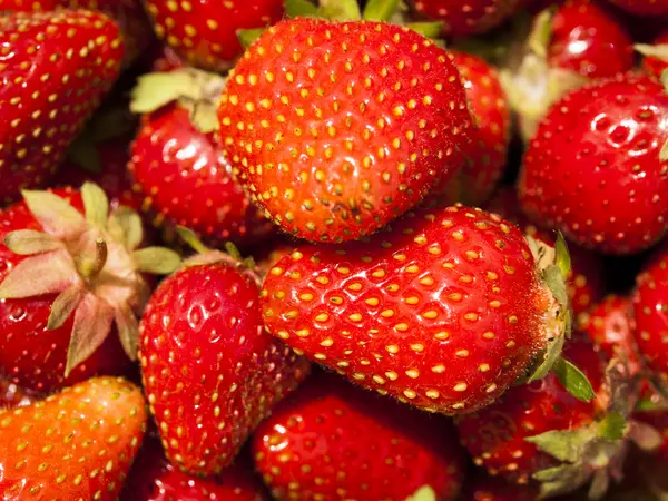 Berry Farm — Stock Photo, Image