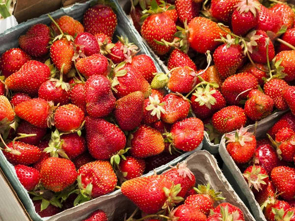 Berry Farm — Stock Photo, Image