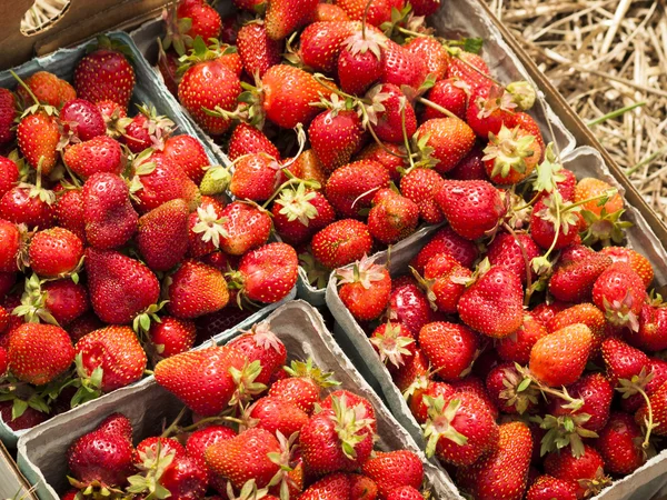 Berry Farm — Stockfoto