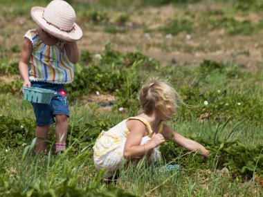 Berry Farm