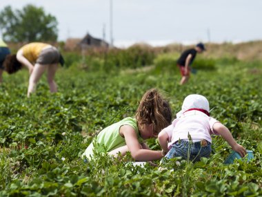 Berry Farm