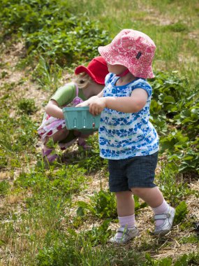 Berry Farm