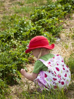 Berry Farm