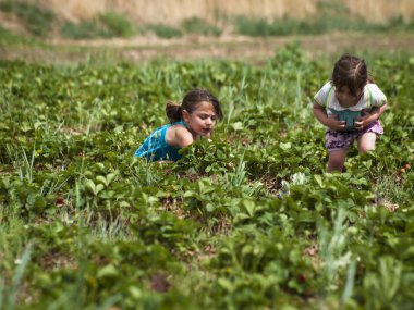 Berry Farm