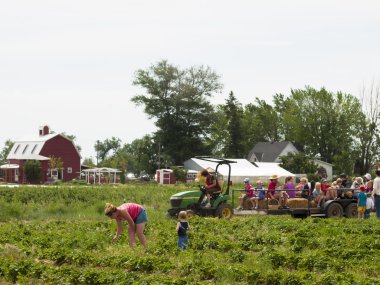 Berry Farm