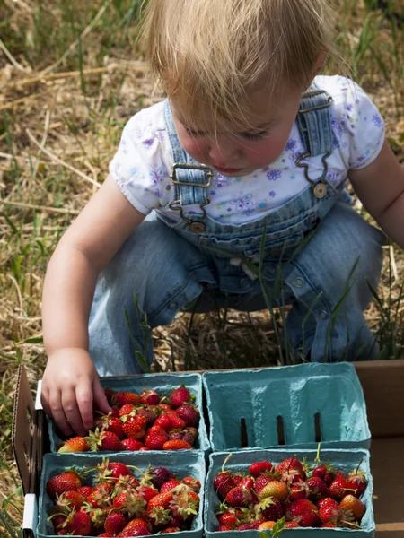 stock image Berry Farm