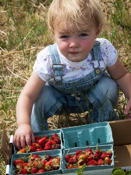 Stock image Berry Farm