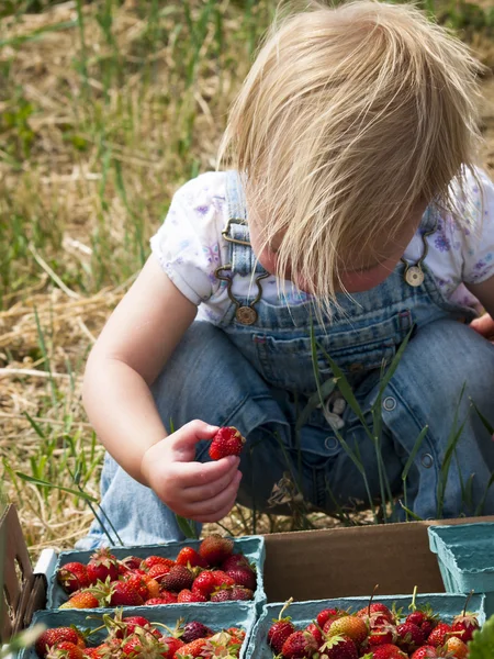 stock image Berry Farm