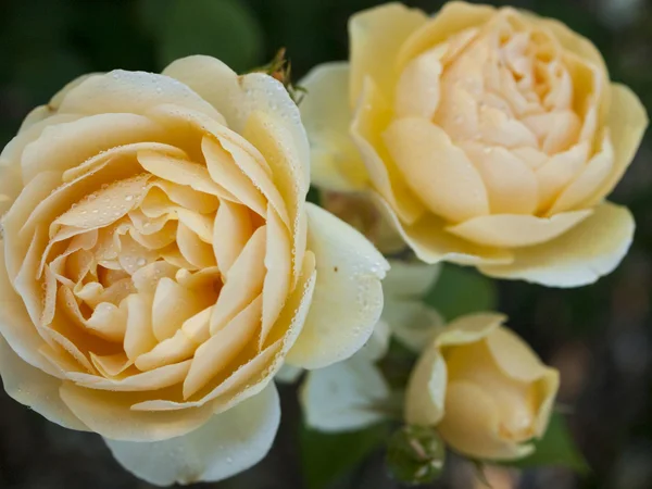 Rosa da giardino — Foto Stock