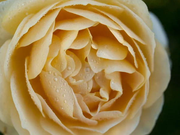 Kerti rózsa — Stock Fotó