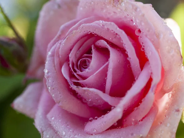 Rosa de jardín —  Fotos de Stock