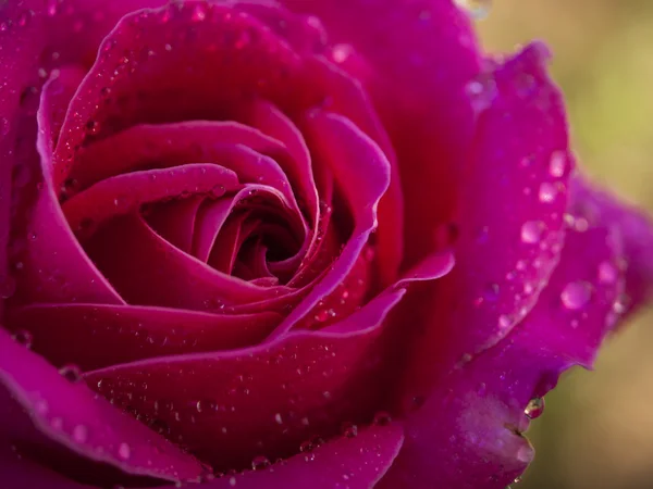 Garden Rose — Stock Photo, Image