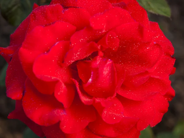 Садовая роза — стоковое фото