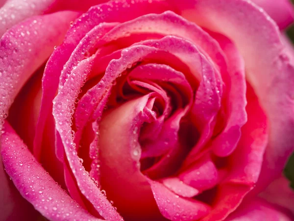 Zahradní růže — Stock fotografie
